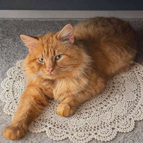 O'Mally, Adult Tabby / Domestic Long Hair / Mixed (long coat), cat for adoption in Mankato, Minnesota
