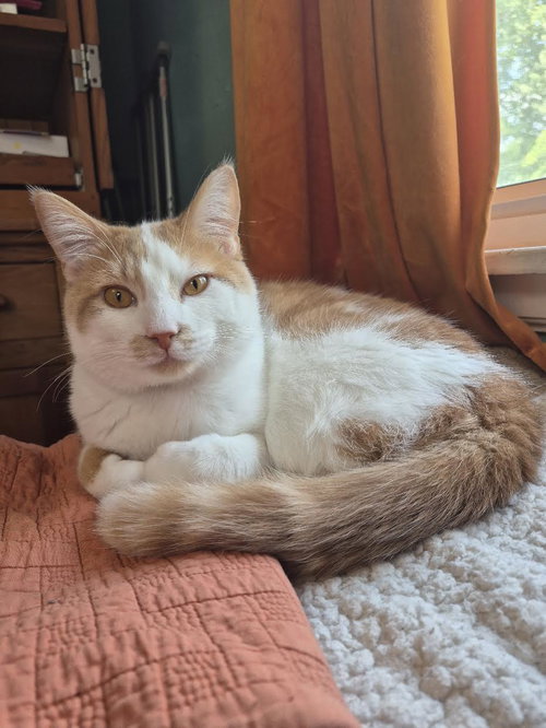 McKenna, a cat for adoption from Mending Spirits Animal Rescue