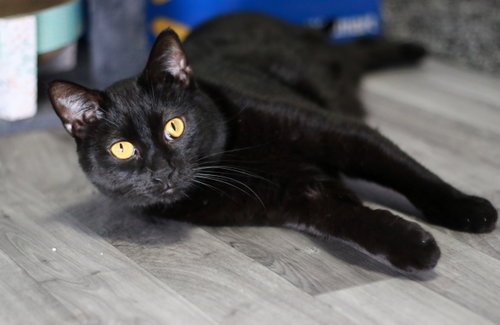 Photo 2 of Thor