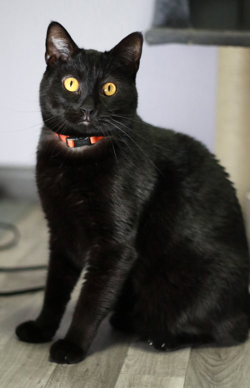 Thor, a cat for adoption from Mending Spirits Animal Rescue