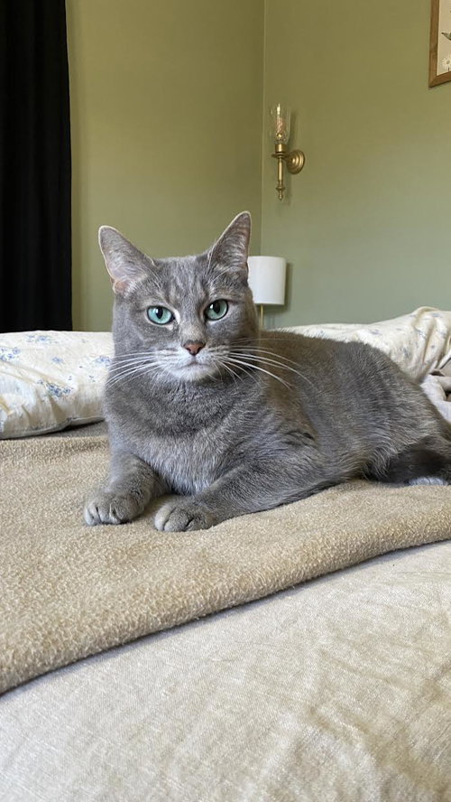 Smokey, an adoptable Tabby in Mankato, MN