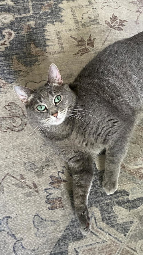 Photo 3 of Smokey