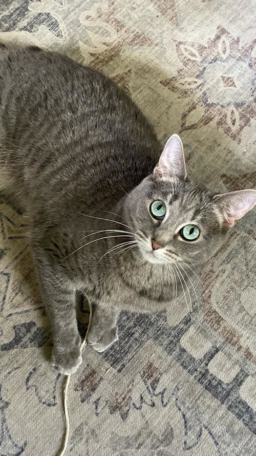 Photo 4 of Smokey