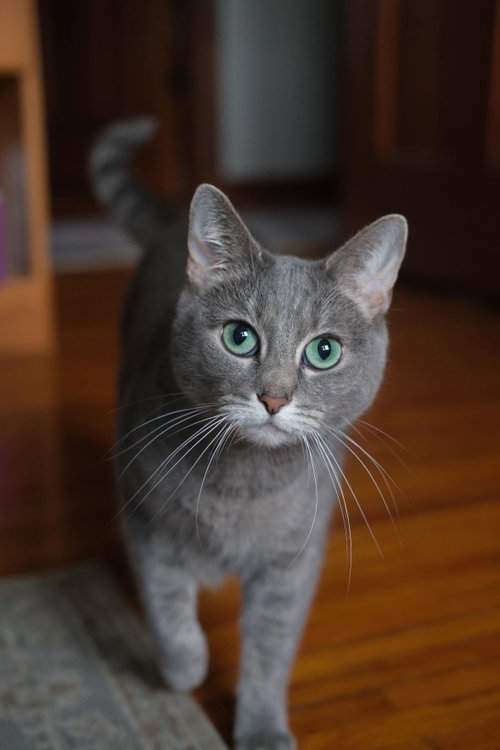 Smokey, a cat for adoption from Mending Spirits Animal Rescue