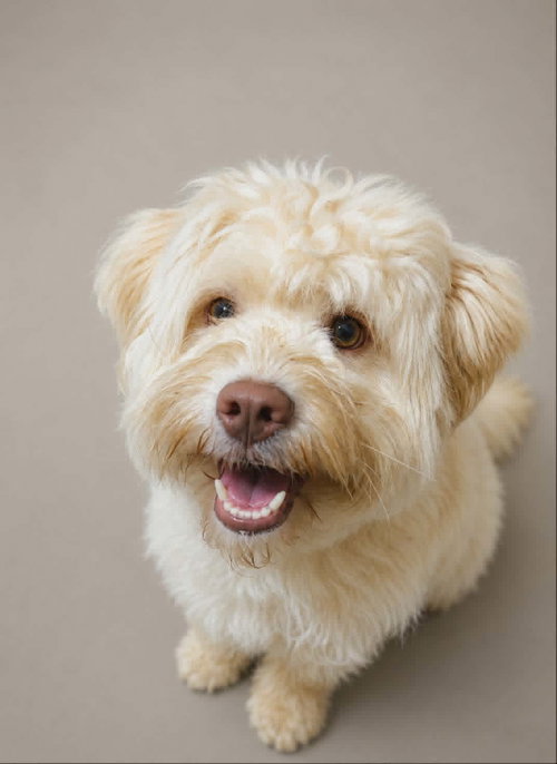 Gerald, an adoptable Havanese in Mankato, MN