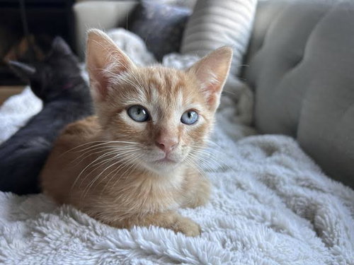Randy, an adoptable Tabby in Mankato, MN