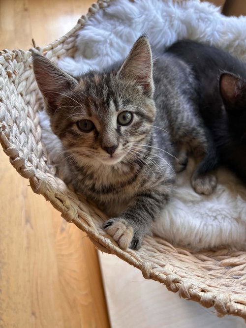 Judy, an adoptable Tabby in Mankato, MN