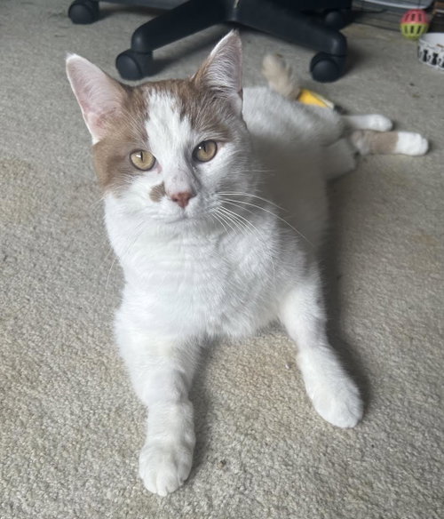 Uter, a cat for adoption from Mending Spirits Animal Rescue