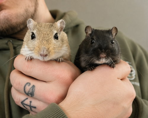 Brownie and Cheech, a gerbil for adoption from Mending Spirits Animal Rescue