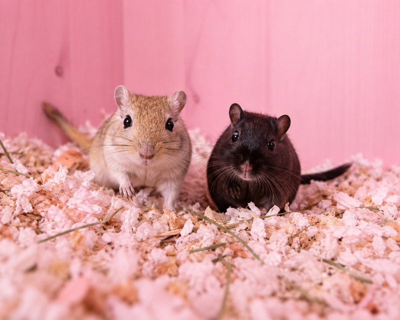 Brownie and Cheech, photo 2
