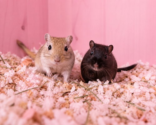 Photo 2 of Brownie and Cheech