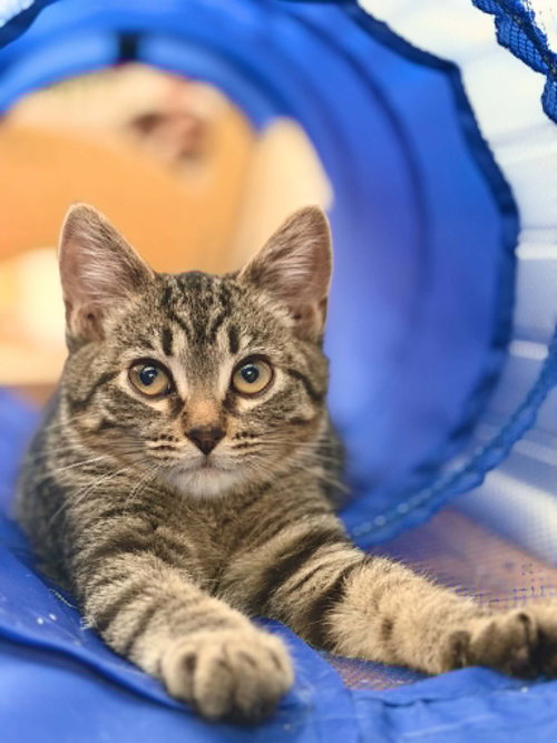 Temperance, a cat for adoption from Mending Spirits Animal Rescue
