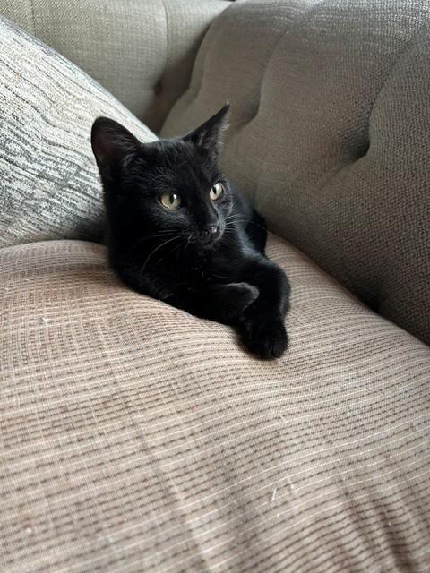 Mary Jean, a cat for adoption from Mending Spirits Animal Rescue
