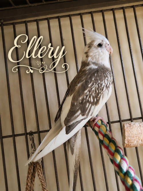 Photo 4 of Ellery & Lois