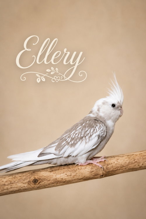 Photo 3 of Ellery & Lois