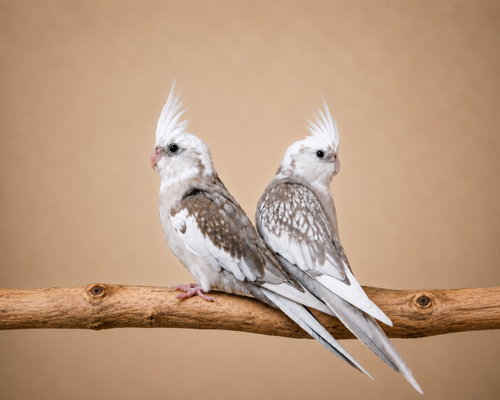 Ellery & Lois, a cockatiel for adoption from Mending Spirits Animal Rescue