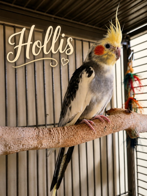 Photo 4 of Hollis