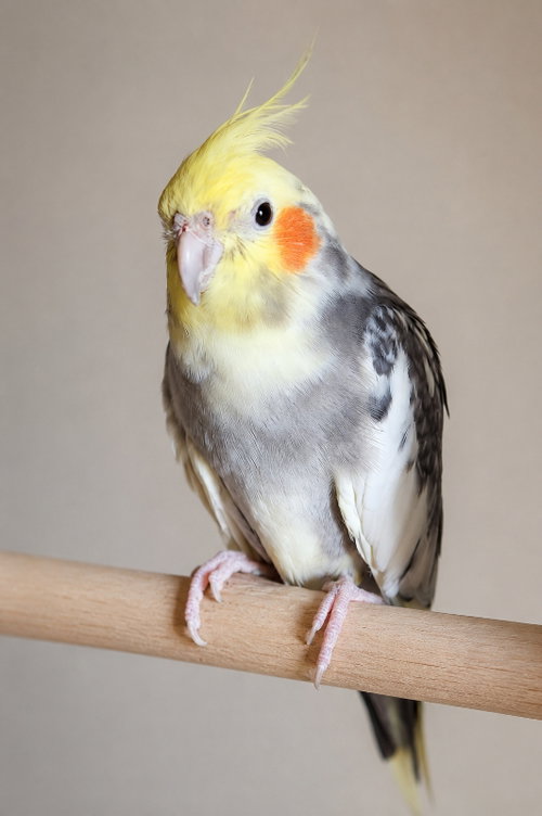Hollis, a cockatiel for adoption from Mending Spirits Animal Rescue