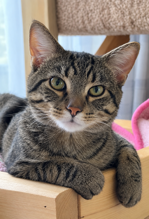 Sparky, a cat for adoption from Mending Spirits Animal Rescue