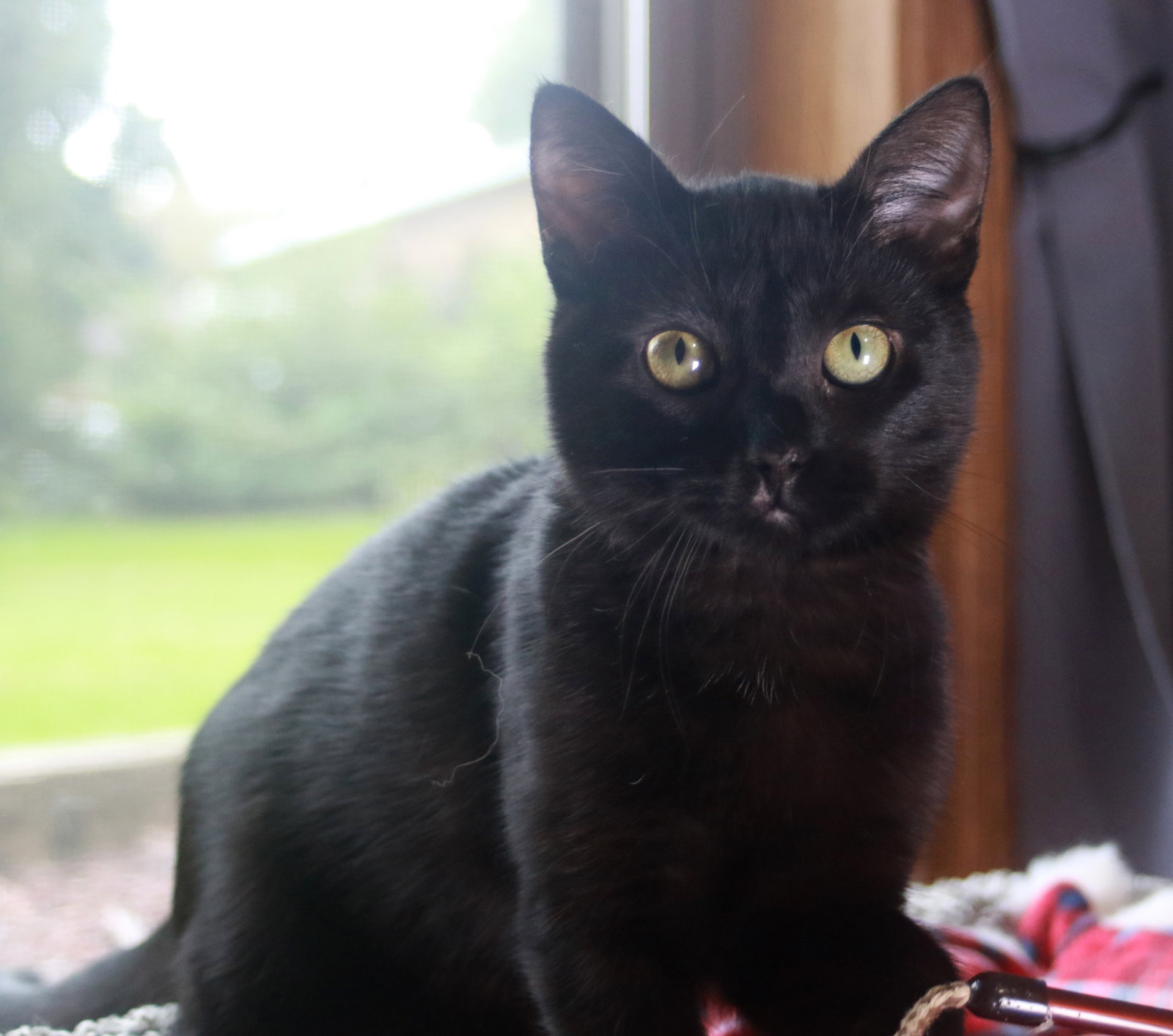 Velvet, Domestic Short Hair