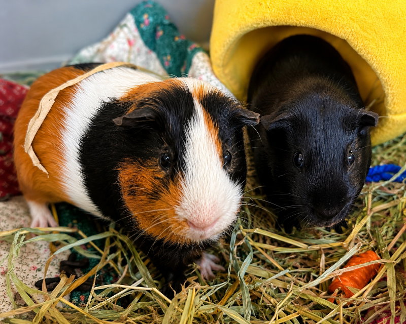 Clyde & Inky