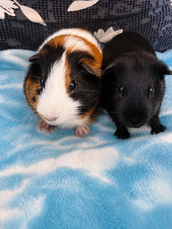 Clyde & Inky, photo 2