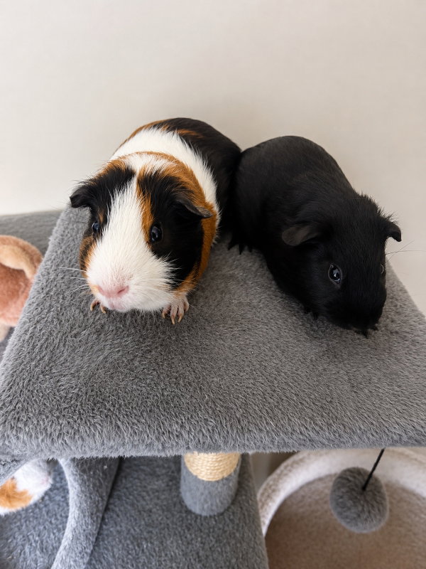 Clyde & Inky, photo 3
