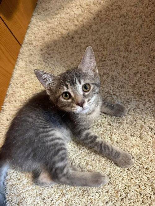Clarabelle, a cat for adoption from Mending Spirits Animal Rescue