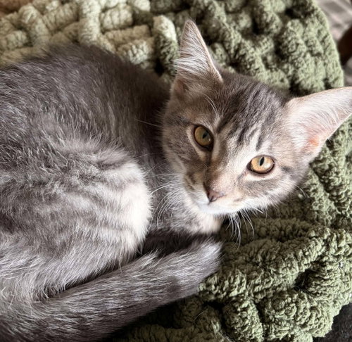 Photo 2 of Clarabelle