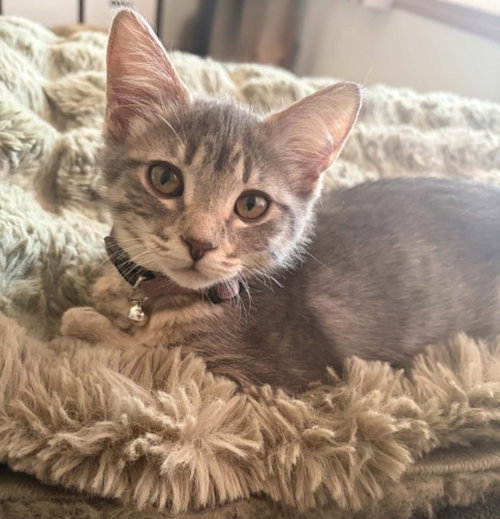 Photo 3 of Clarabelle