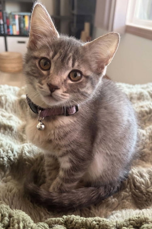 Photo 4 of Clarabelle