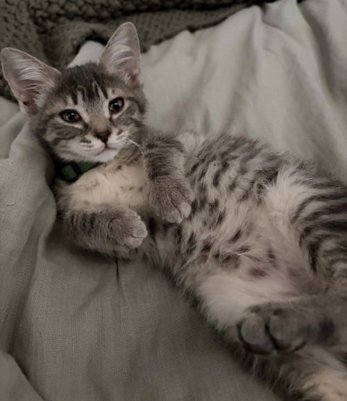 Photo 5 of Clarabelle