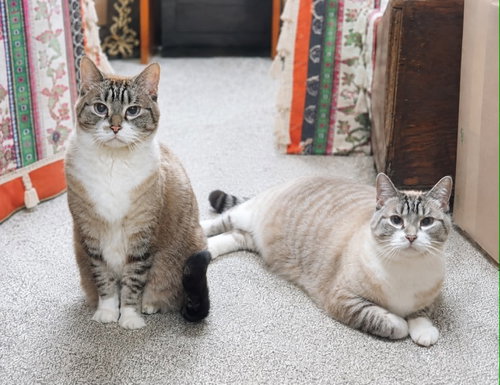 Armani & Coco Chanel, a cat for adoption from Mending Spirits Animal Rescue