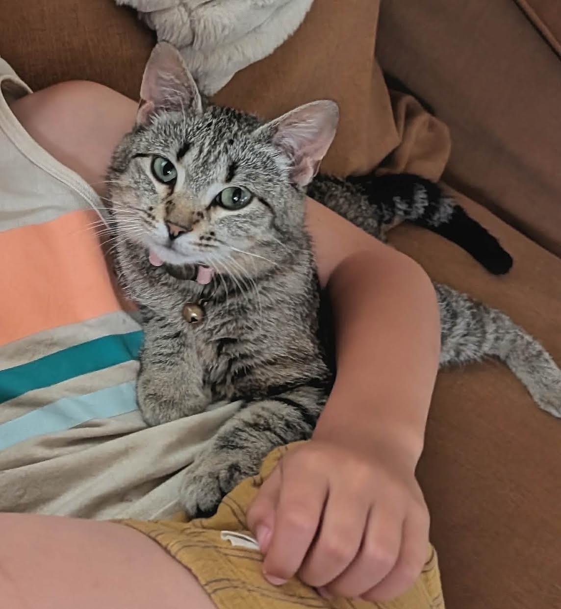 Pearl, Tabby