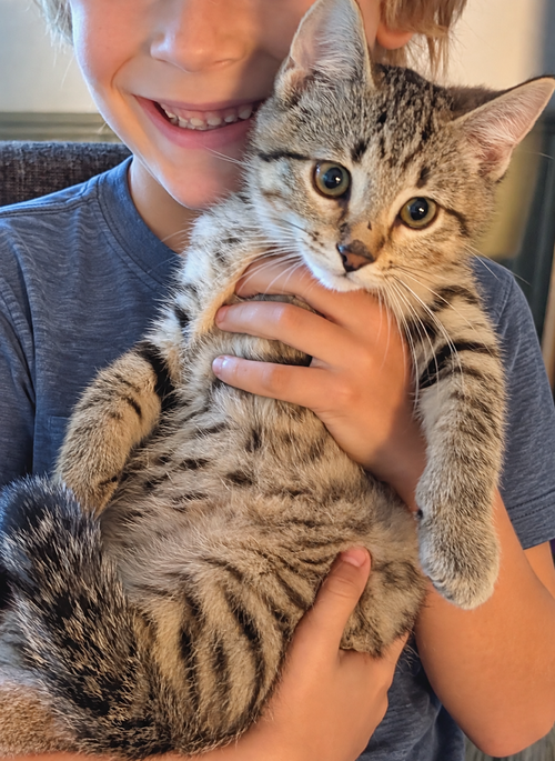 Cali-ente, a cat for adoption from Mending Spirits Animal Rescue