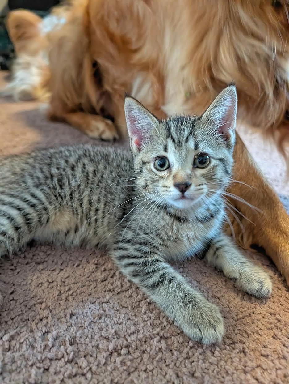 Dexter, Tabby