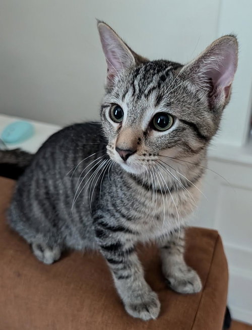 Biff, a cat for adoption from Mending Spirits Animal Rescue