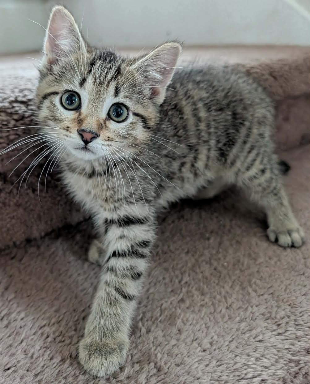 Lionel, Tabby