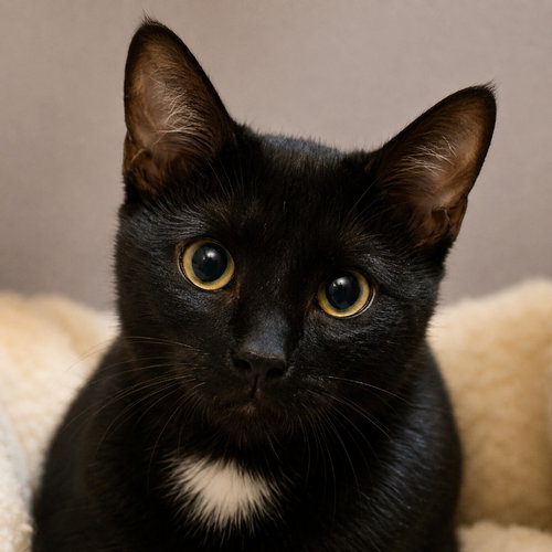 Marty, a cat for adoption from Mending Spirits Animal Rescue