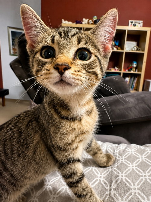 Dolly, a cat for adoption from Mending Spirits Animal Rescue