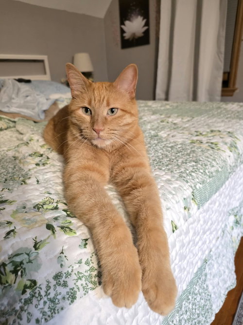 Bert, a cat for adoption from Mending Spirits Animal Rescue