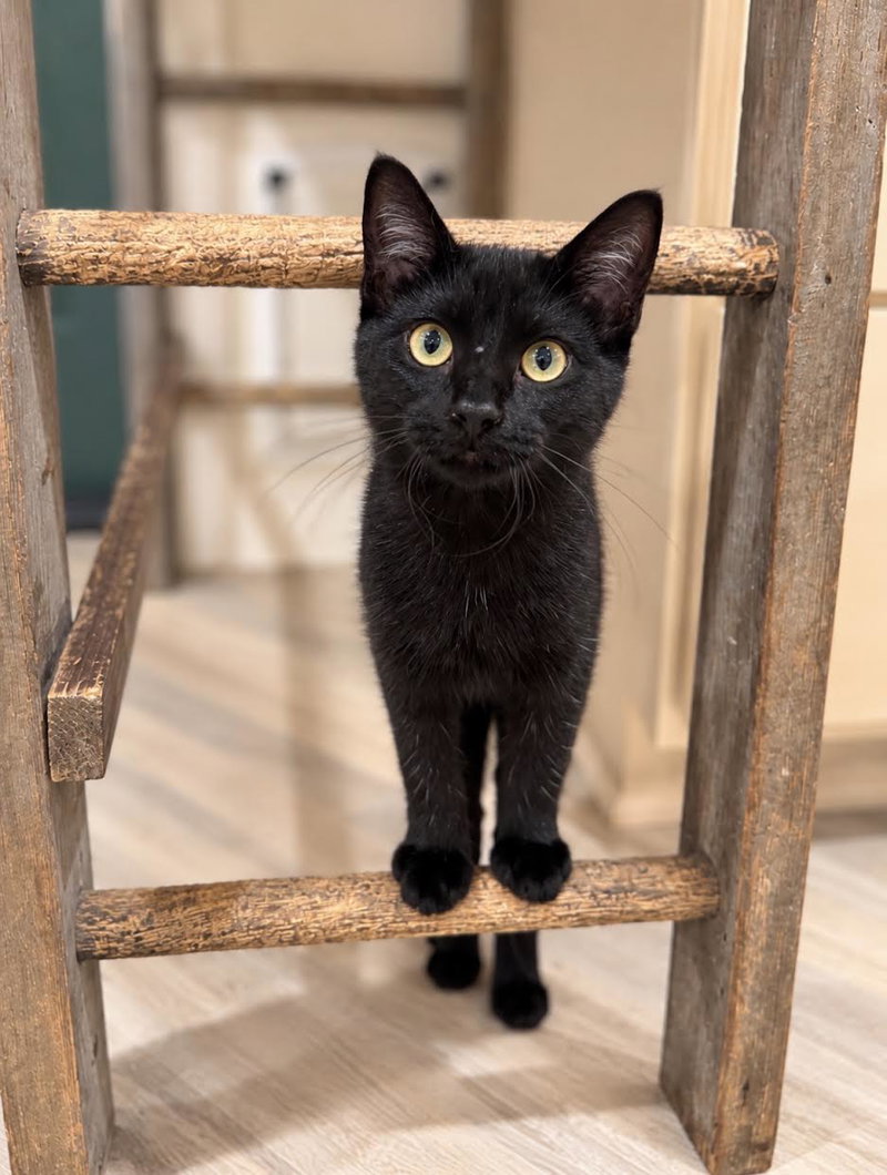 Melissa, a female kitten up for adoption