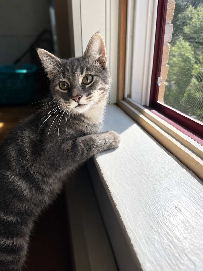 Timmy, photo 3