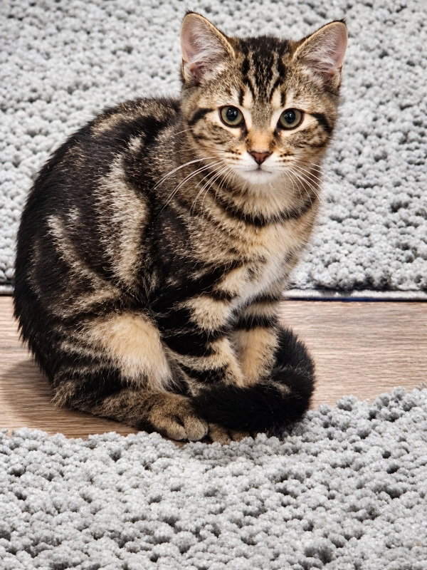 Brenna, Tabby
