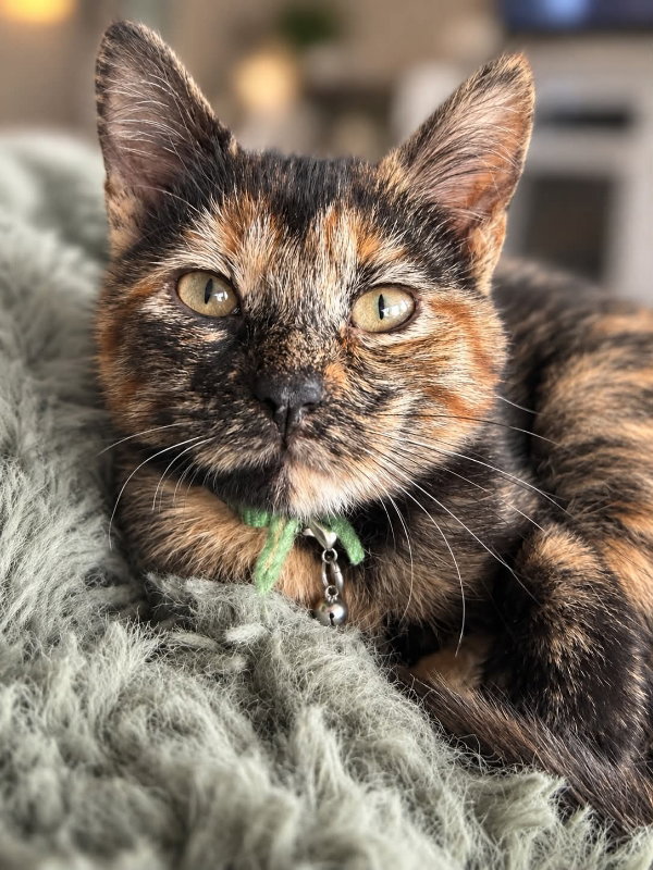 Pizza, Tortoiseshell