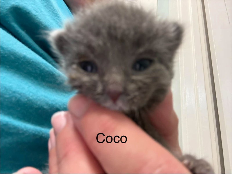 Coco, photo 3