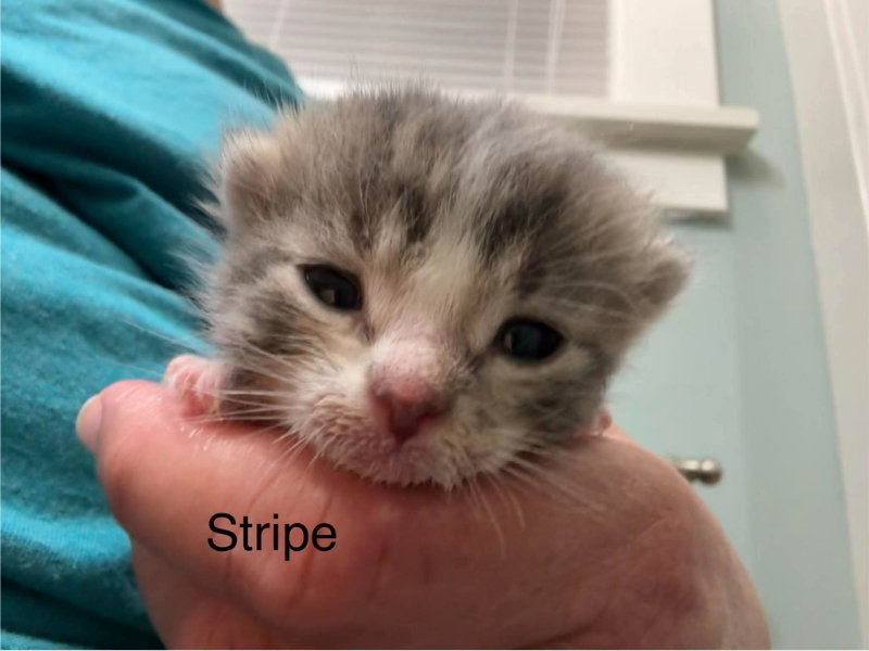 Stripe, photo 3