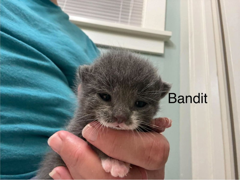 Bandit, photo 4