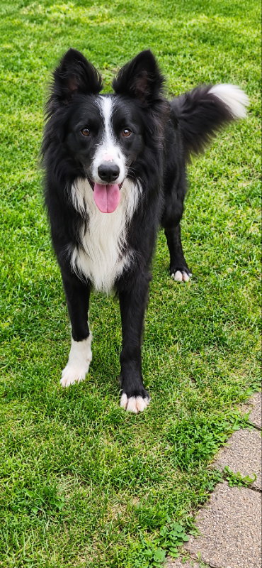 Bindi, a dog for adoption from Mending Spirits Animal Rescue