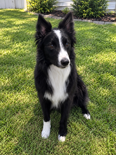 Photo 2 of Bindi